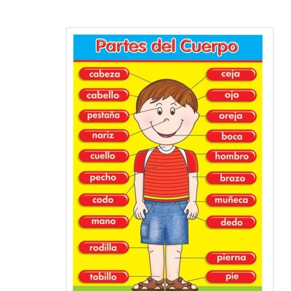 POSTER DID. 70X50CM. PARTES DEL CUERPO GRANMARK E.6